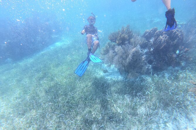 Reef Snorkel, underwater adventure in Puerto Morelos With Transportation & Lunch - Price and Value: What $44.25 Really Buys
