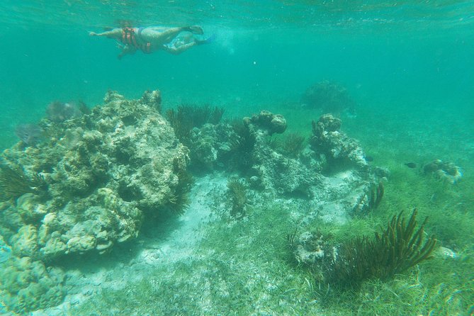Reef Snorkel, underwater adventure in Puerto Morelos With Transportation & Lunch - From Cancun (and Playa del Carmen) to Puerto Morelos: Pickup and Timing