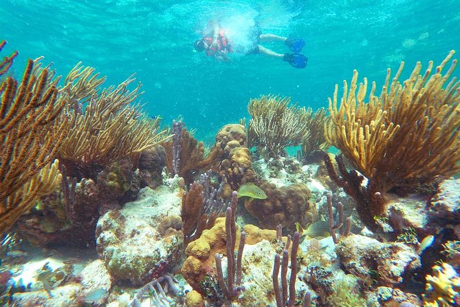 Reef Snorkeling in National Park from Cancun with Beachside Lunch - Tequila Tasting: Included for Adults, Sometimes a Bit Too Much