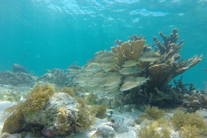Reef Snorkeling & Jungle Speedboat Adventure with Mayan Ceremony - Ratings Win Because the Crew Usually Delivers