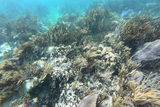 Reef Snorkeling with ATV, Zipline, Cenote that includes lunch and transportation - Jungle ATV + zipline: action time with clear circuits