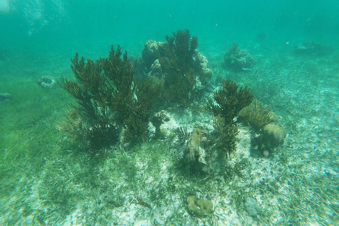 Reef Snorkeling with ATV, Zipline, Cenote that includes lunch and transportation - Lunch in Puerto Morelos: fuel after the water and before the drive back