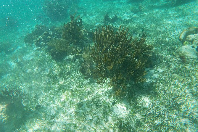 Reef Snorkeling with ATV, Zipline, Cenote that includes lunch and transportation - Who this tour suits best (and who might want to adjust)