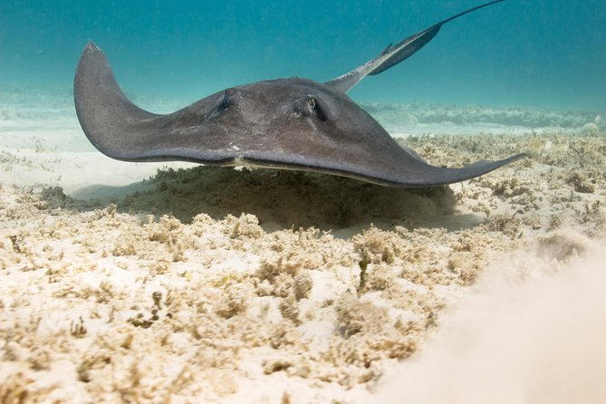 Riviera Maya Luxury Snorkeling Cruise with Lunch and Drinks - The photo package issue: a small risk to plan for