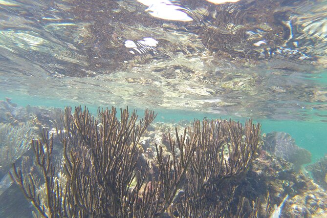 Riviera Maya Snorkeling - Who Should Book This Riviera Maya Snorkeling Tour From Cancun?