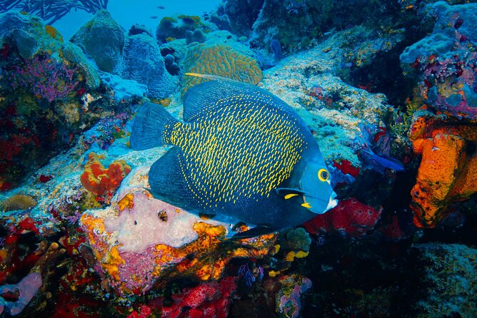 Riviera Maya Snorkeling Adventure: Lagoon, Cenotes Open & Cavern - Lunch, Showers, and Drinks: The Comfort Pieces That Make the Day Work