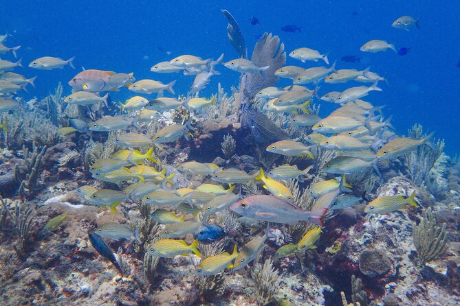 Scuba Diver Certification Course - National Marine Park: the two-tank underwater session that proves it