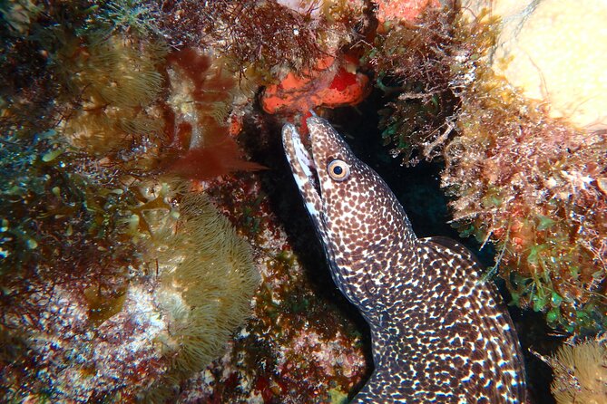 Scuba Diver Certification Course - Value for $430: what you’re paying for (and why it’s fair)