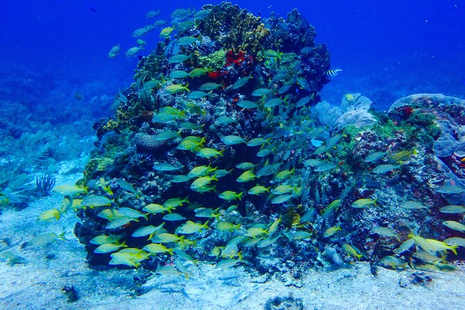 Scuba Diver Certification Course - Day 1 classroom: learn the rules before you meet the ocean