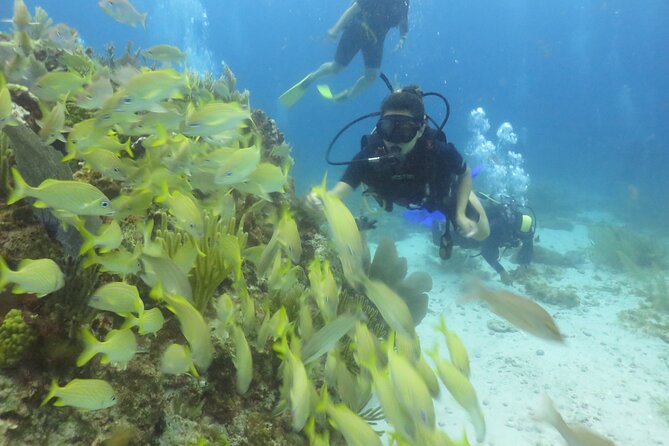 Scuba Diving (1st time) in Cancun Beginner's WELCOMED! - Price and add-ons: what you should budget for in Cancun