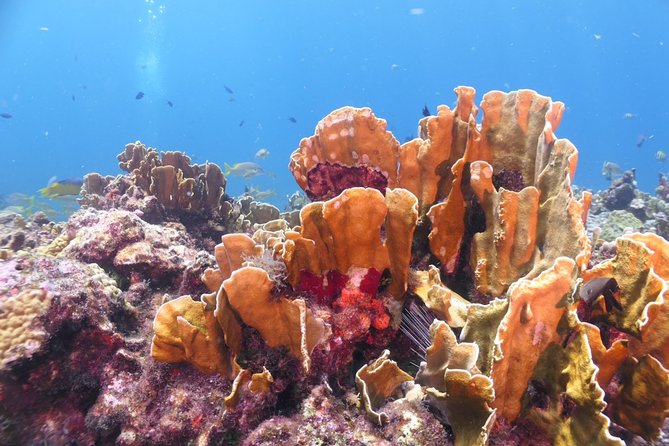 Scuba Diving Adventure WITHOUT CERTIFICATION! Try it today! - The Manchones reef session: coral, turtles, sting rays, and fish