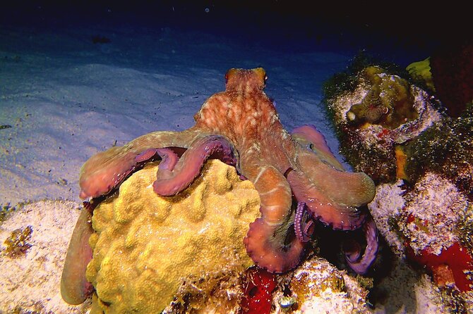 Scuba Diving Adventure WITHOUT CERTIFICATION! Try it today! - Gear, snacks, and staying comfortable: what’s included and what to ask for