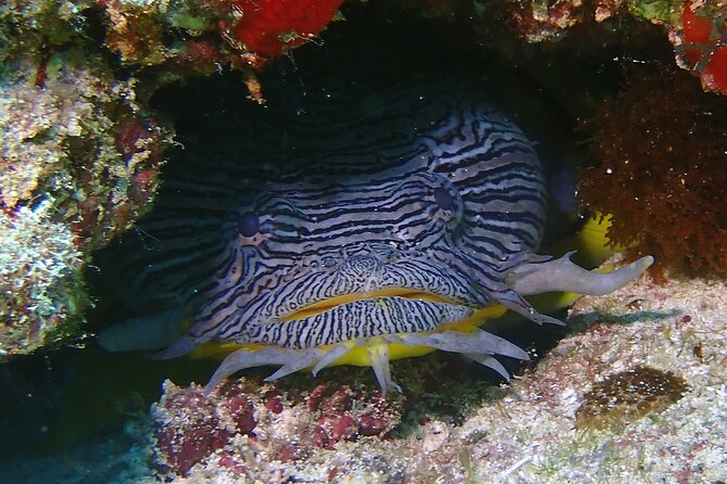 Scuba Diving Adventure WITHOUT CERTIFICATION! Try it today! - Price and value: is $160 a smart first-timer spend?