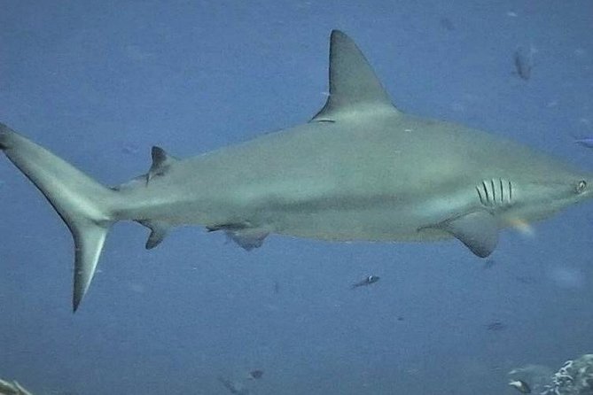 Scuba Diving Adventure WITHOUT CERTIFICATION! Try it today! - Should you book this try-scuba day at Aqua Adventures Eco Divers?