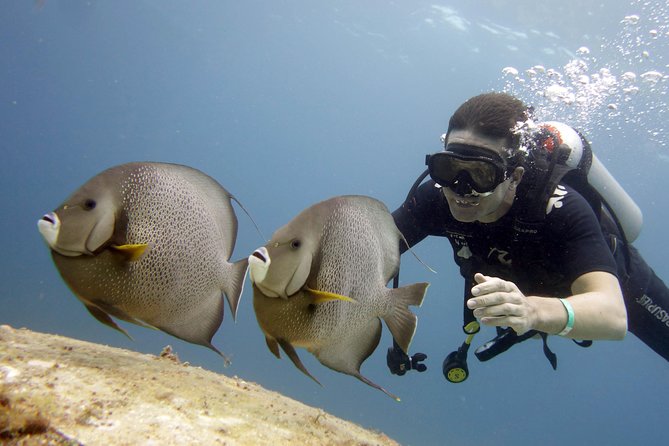 Scuba diving at MUSA the underwater museum for certified divers - Second Stop: Manchones Reef for Coral, Fish, and Turtles