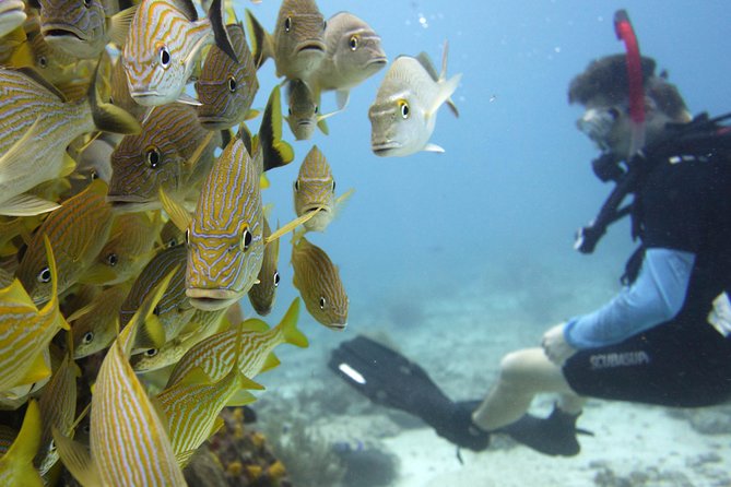 Scuba diving at MUSA the underwater museum for certified divers - Price and Value: What $135 Includes (and Why It’s Not Just a Ticket)