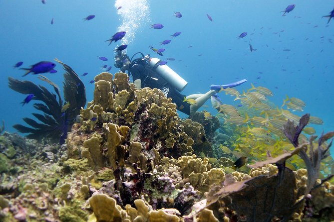 Scuba diving at MUSA the underwater museum for certified divers - Where You Meet Pocna Dive Center (and Why That Helps)