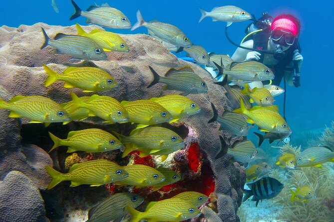 Scuba Diving Under Water Museum and Reef for beginners - Safety, equipment, and the small-group advantage