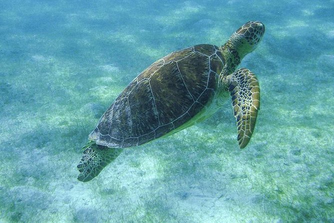 Sea Turtle Snorkeling Ecofriendly Tour from Cancun & Riviera Maya - Cancun and Riviera Maya Pickup: The Ride, the Schedule, and the Group Size