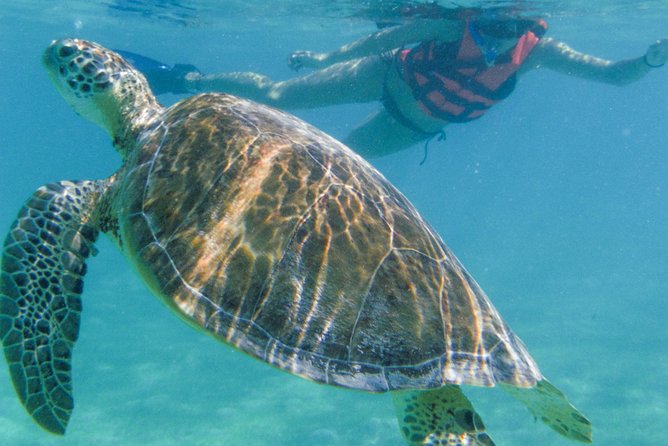Sea Turtle Snorkeling Ecofriendly Tour from Cancun & Riviera Maya - What’s Included in the Price (and What You’ll Still Pay For)