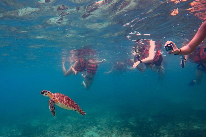 Sea Turtle Snorkeling Ecofriendly Tour from Cancun & Riviera Maya - Health, Hygiene, and the On-the-Ground Safety Feel