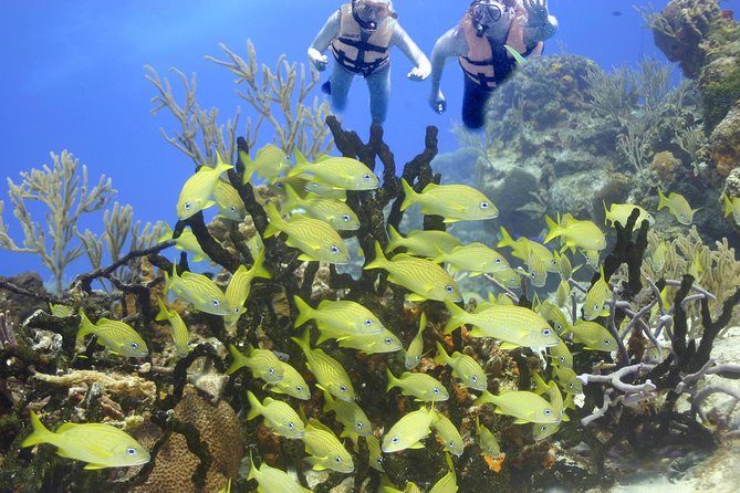 Sea Turtle Snorkeling Ecofriendly Tour from Cancun & Riviera Maya - Who This Tour Fits Best (and Who Might Prefer Another Plan)