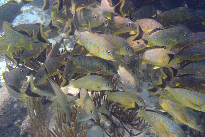 Small-Group Mesoamerican Barrier Reef Snorkeling in Puerto Morelos - The small-group format: why it helps families and first-timers