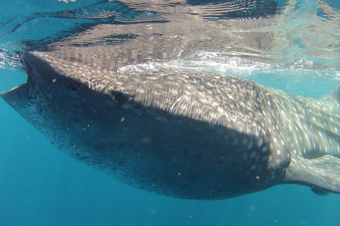 Small-Group Whale Shark and Snorkeling Tour from Cancun - Cancun-to-Marazul Morning: The Day Starts Easy