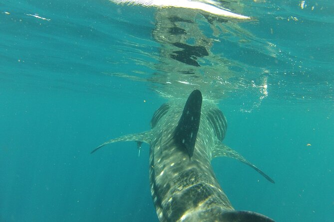 Small-Group Whale Shark and Snorkeling Tour from Cancun - Whale Sharks Up Close: Why the Small Group Works