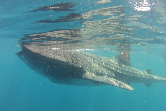 Small-Group Whale Shark and Snorkeling Tour from Cancun - More Sea Life Chances: Rays, Dolphins, and Sea Turtles