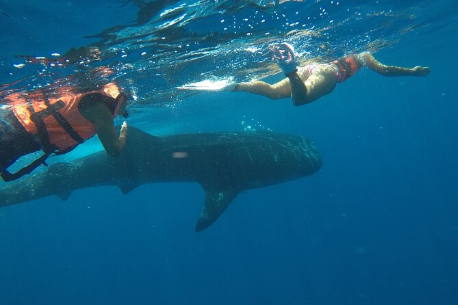 Small-Group Whale Shark and Snorkeling Tour from Cancun - On-Board Food and Drinks: Ceviche That Actually Feels Fresh