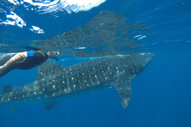 Small-Group Whale Shark and Snorkeling Tour from Cancun - Price and Value: What $249.99 Includes (and What Doesn’t)