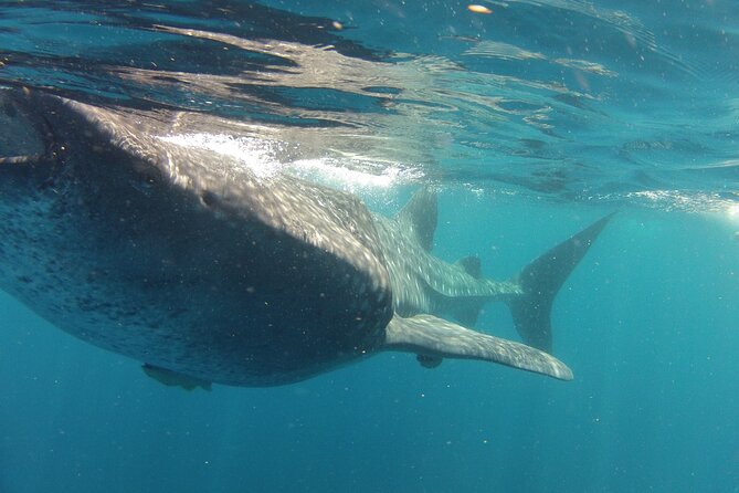 Small-Group Whale Shark and Snorkeling Tour from Cancun - Who This Tour Fits Best in Real Life
