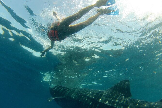 Small-Group Whale Shark and Snorkeling Tour from Cancun - Marazul Group Marina Seca: Where the Tour Becomes Real