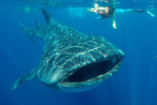 Small Group Whale Shark Encounter - 10 years in business - Key Points You’ll Care About