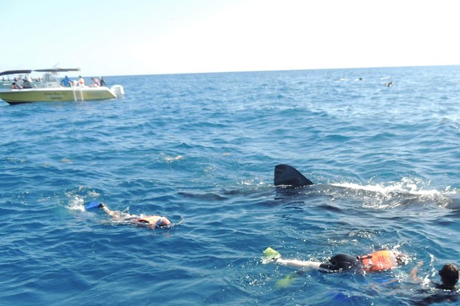 Small Group Whale Shark Encounter - 10 years in business - Small-Group Whale Shark Snorkeling (Max 10) and What It Changes