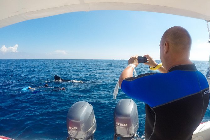 Small Group Whale Shark Encounter - 10 years in business - Food and Drinks Included: A Day Trip That Doesn’t Leave You Hungry