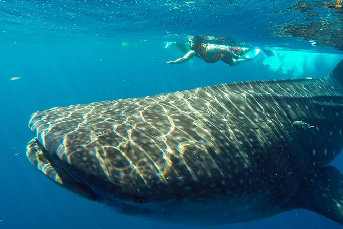 Small Group Whale Shark Encounter - 10 years in business - Isla Mujeres Time at North Beach: A Second Highlight, Not Just Transit