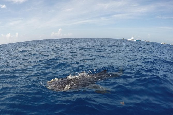 Small Group Whale Shark Encounter - 10 years in business - Photos, Videos, and the Crew’s Role in Making It Feel Special