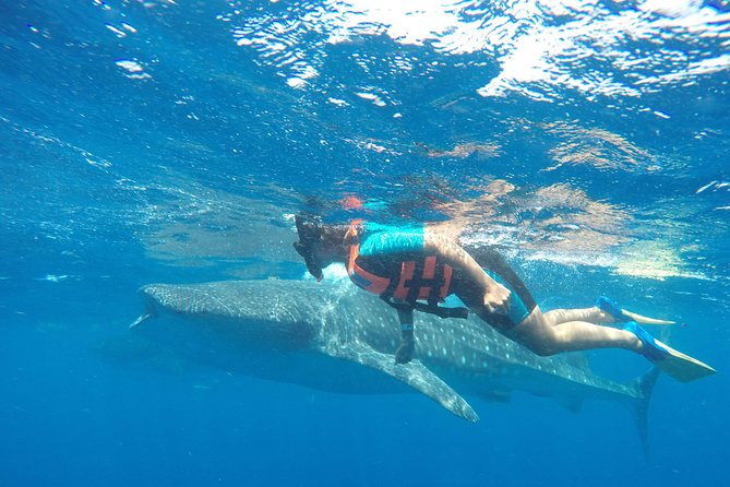 Small Group Whale Shark Encounter - 10 years in business - Playa Norte Snorkeling: How the Encounter Plays Out