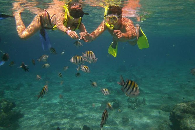 Snorkel Adventure at Cozumel! Transportation from Cancun & Playa Del Carmen - Key things to know before you go