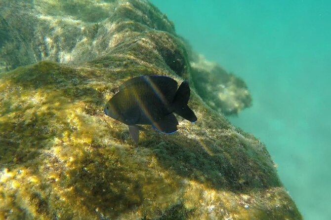 Snorkel Adventure at Cozumel! Transportation from Cancun & Playa Del Carmen - The motorboat reef run: comfort, speed rules, and motion