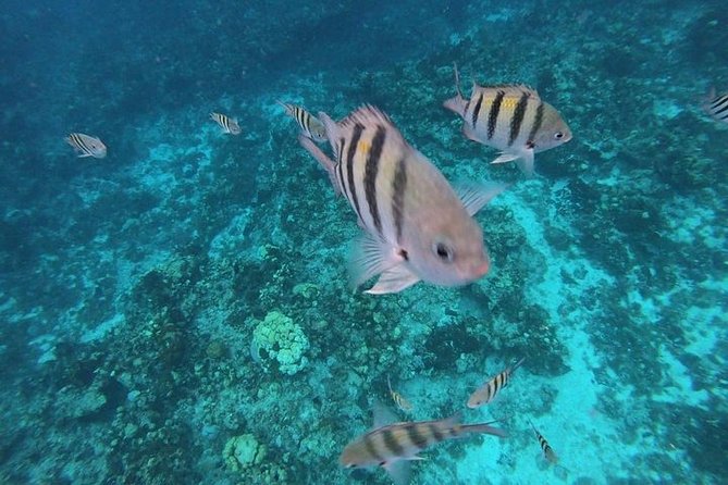 Snorkel Adventure at Cozumel! Transportation from Cancun & Playa Del Carmen - Food and drinks: what’s included, what you should pack, and what to expect