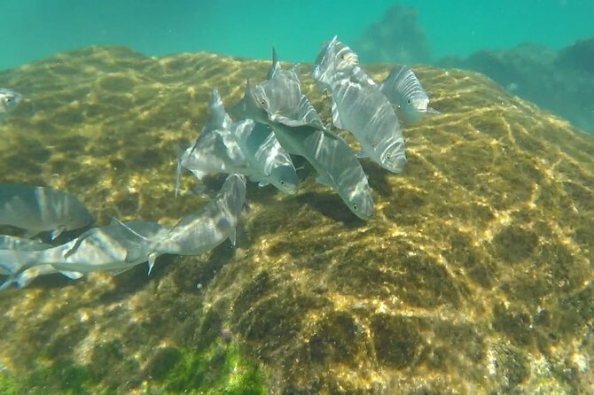 Snorkel Adventure at Cozumel! Transportation from Cancun & Playa Del Carmen - Reef rules and sunscreen: small details that can make or break the day
