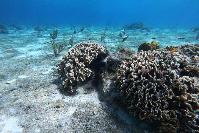 Snorkel Adventure at Cozumel! Transportation from Cancun & Playa Del Carmen - Palancar, Colombia, and El Cielo: what you’re actually paying for under water