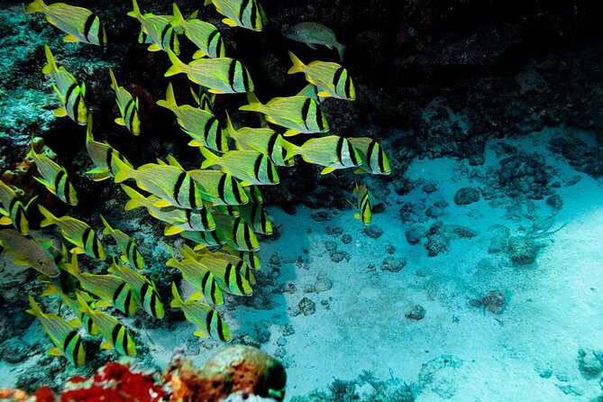 Snorkel and swim in Cozumel el Cielo Reef, Palancar and Colombia - Reef-Hopping Highlights You’ll Actually Remember