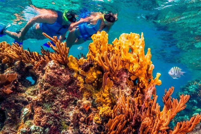 Snorkel and swim in Cozumel el Cielo Reef, Palancar and Colombia - Colombia Reef: A Different Look at Coral and Fish