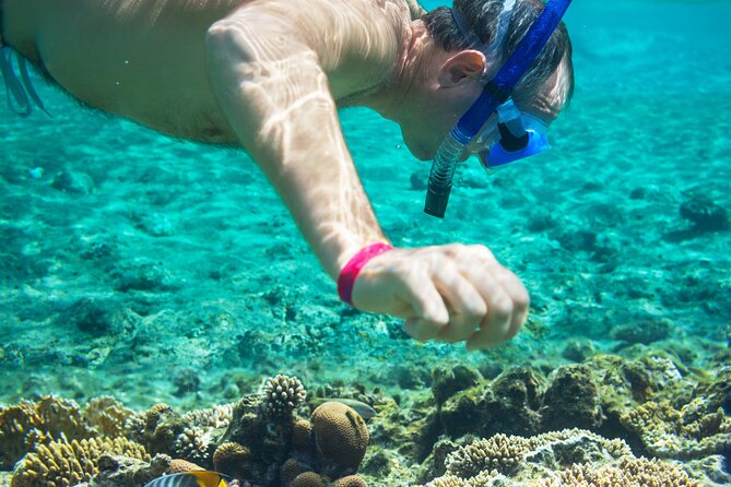 Snorkel and swim in Cozumel el Cielo Reef, Palancar and Colombia - Lunch, Breakfast Box Lunch, and What You Actually Get