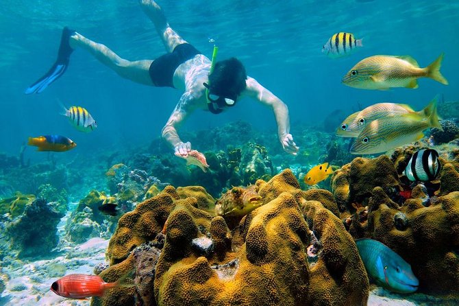 Snorkel and swim in Cozumel el Cielo Reef, Palancar and Colombia - The 8:00 AM Pickup and Ferry Day Plan (Why It Matters)