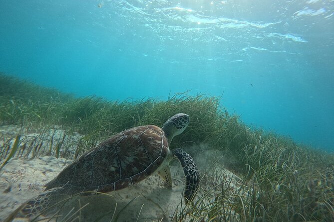 Snorkel at the Reef 2 HOURS Puerto Morelos National park - Small-boat setup: gear, group size, and your comfort level